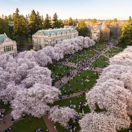 Arial view of the UW quad with blooming cherry blossom trees